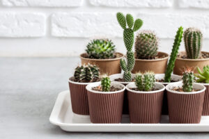 How to arrange a cactus garden